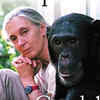 My Life with the Chimpanzees