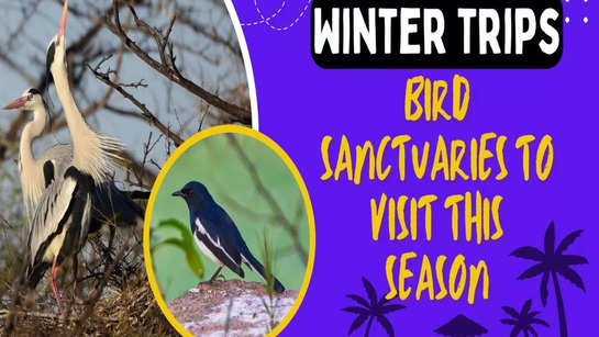 Winter trips: Bird sanctuaries to visit this season