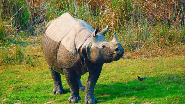 Assam: How's the jeep safari in Manas National Park? Assam: How's the jeep safari in Manas National Park?