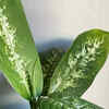 10 most poisonous plants found in India | Times of India