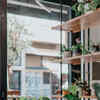 Article image for: Air purifying plants