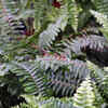 Article image for: <i class="tbold">queen</i> Fern