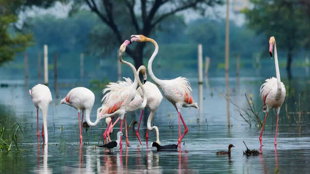 Breathtaking biodiversity of Rajasthan&rsquo;s Keoladeo Ghana National Park