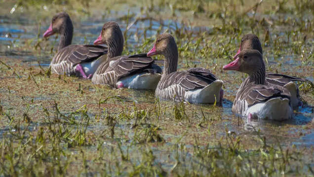 Breathtaking biodiversity of Rajasthan&rsquo;s Keoladeo Ghana National Park