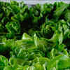 Article image for: <i class="tbold">leafy greens</i>