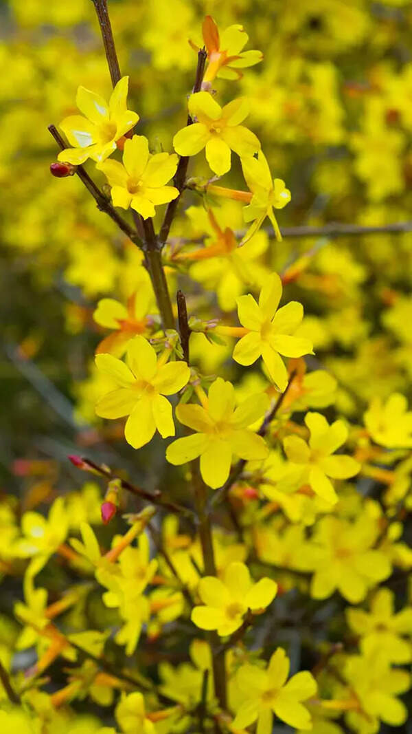 Jasmin