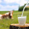 ​​Use higher fat milk​