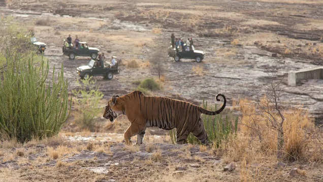 Why should you plan your next trip to Sawai Madhopur in Ranthambore?