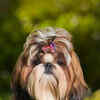 Article image for: <i class="tbold">shih tzu</i>