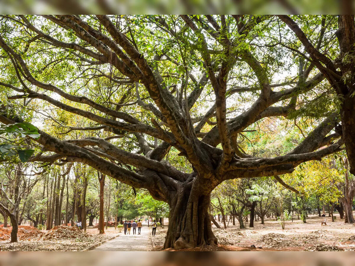 Cubbon Park