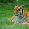 Karnataka: Chamarajanagar All Set To Get A New Tiger Safari Zone ...