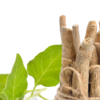 Ashwagandha (<i class="tbold">indica</i> brevis)
