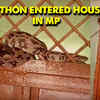 Article image for: MP: Python enters house, rescued by first officials in <i class="tbold">chhatarpur district</i>
