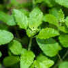 ​​Tulsi ​