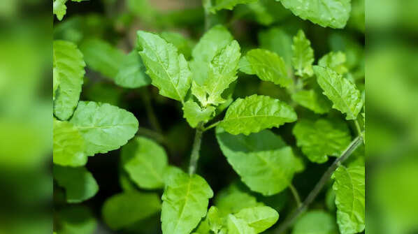 Tulsi 