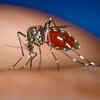​Why hasn't Dengue vanished yet?