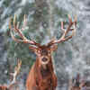 ​Understanding the Zombie deer disease