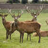 ​The resurgence of Zombie deer disease