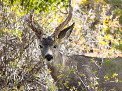 Q and A: Why does it matter that deer are getting infected with