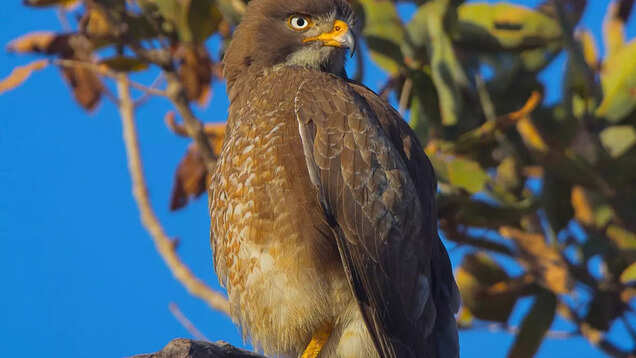 Untold story of Nagpur&rsquo;s Umred-Pauni-Karhandla Wildlife Sanctuary
