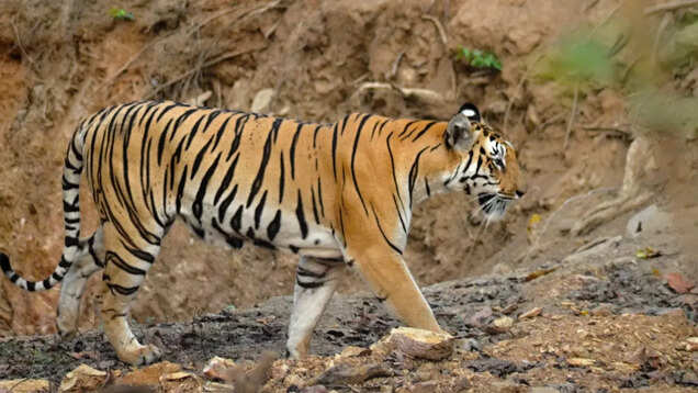 Untold story of Nagpur&rsquo;s Umred-Pauni-Karhandla Wildlife Sanctuary