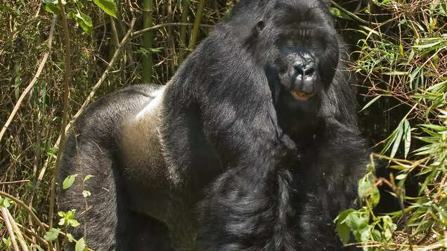 Rwanda: Into the world of mountain gorillas at Volcanoes National Park