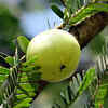 ​​Antioxidant Properties​