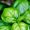 Article image for: <i class="tbold">basil</i>