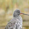 Article image for: <i class="tbold">spot</i>ted Redshank