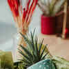 How to wrap a plant for a gift? Here's a list for you of creative ideas |  Times of India