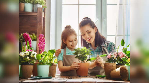 Caring for the Shami Tree