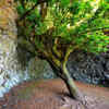 ​Why you should keep a Shami tree at home - A sacred tree