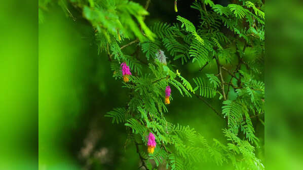Lord Rama's offering to the Shami tree