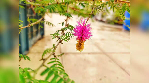 The importance of the Shami tree