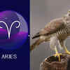 ​​Aries: Hawk​