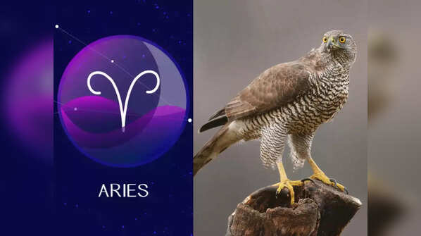 Aries: Hawk
