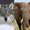 Article image for: From Wolf to Elephants; Find your perfect Zodiac spirit animal
