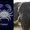 ​​Cancer: Elephant