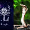 ​​Scorpio: Snake​