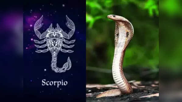 Scorpio: Snake