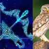 ​​Sagittarius: Owl​