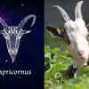 ​​Capricorn: Fish or Goat​