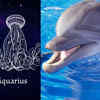 ​​​Aquarius: Dolphin​