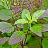Article image for: Benefits of <i class="tbold">tulsi plant</i>: