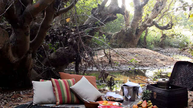 Call of the wild: 8 forest resorts in India for that unforgettable jungle experience