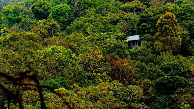 Call of the wild: 8 forest resorts in India for that unforgettable jungle experience