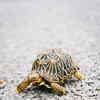 Article image for: See the latest photos of <i class="tbold">turtles</i>
