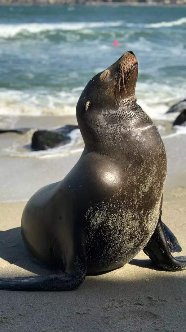 Seal