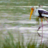 Menarias' Devotion to Bird Wellbeing