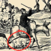 ​Spotting the dog